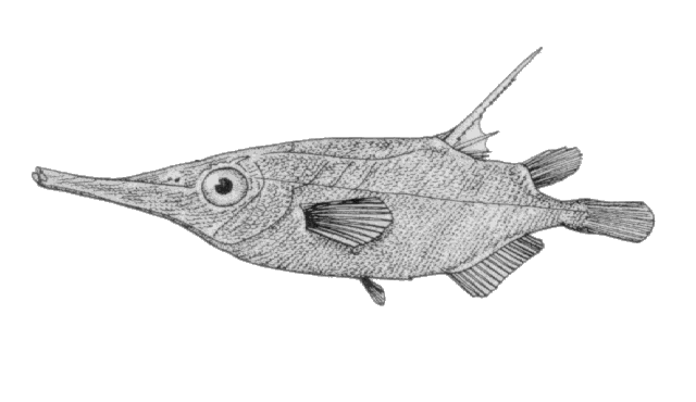 Macroramphosus scolopax (Linnaeus, 1758)